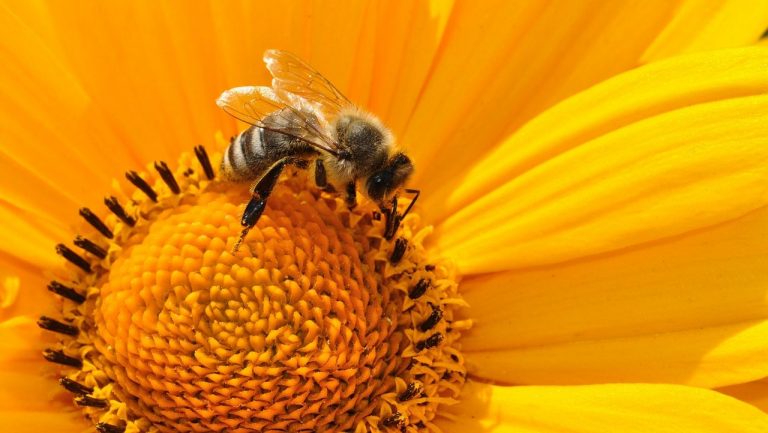 Et si les abeilles venaient à disparaître ? Les gestes simples pour agir avant qu’il ne soit trop tard